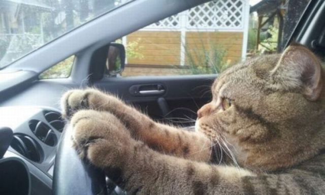 Прикольные картинки (99 фото)