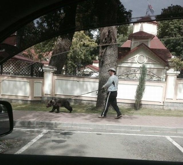 Прикольные картинки (99 фото)