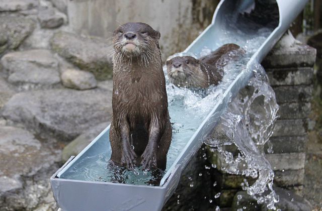 Прикольные картинки (99 фото)