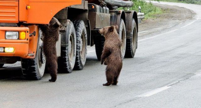 Такое возможно только в России (44 фото)