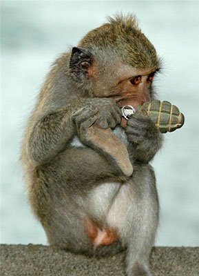 Укроп дежурит на посту.