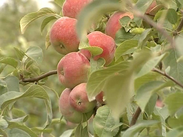 Богатые урожаи помогут российским фермерам наполнить рынок продуктами Богатые урожаи помогут российским фермерам наполнить рынок продуктами