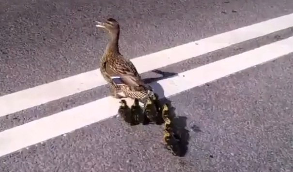 Подборка автокурьёзы Добро на дороге