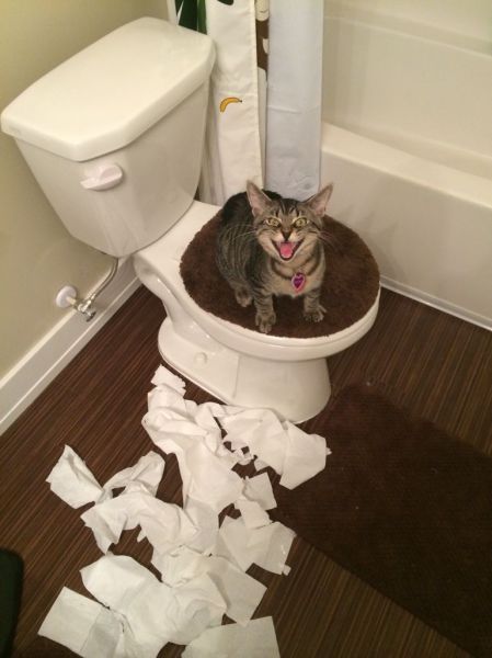 Прикольные картинки (72 фото)