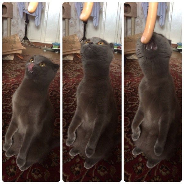 Прикольные картинки (72 фото)