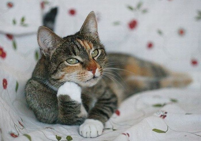 Прикольные картинки (72 фото)