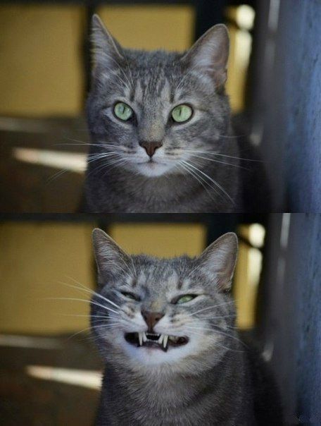 Прикольные картинки (91 фото)