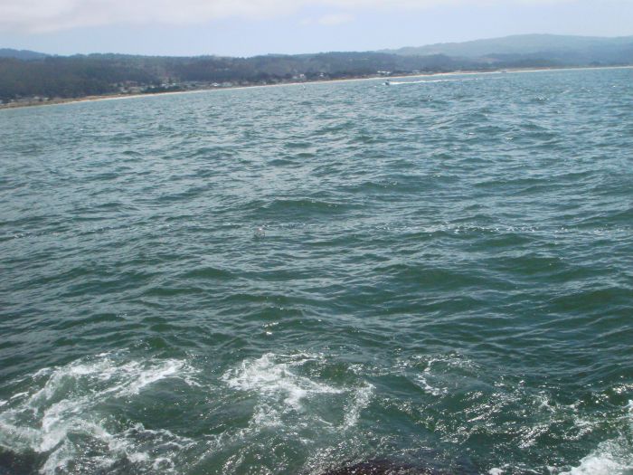 Необычное послание в бутылке