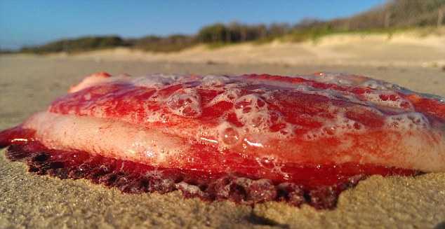 На австралийский пляж выбросило таинственное красное существо