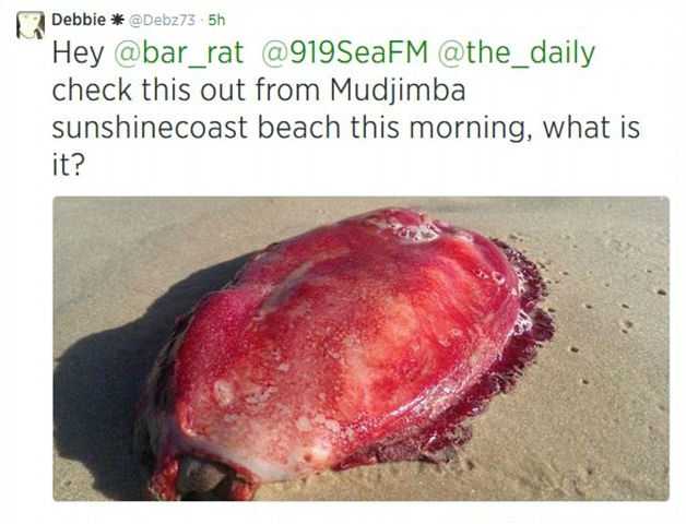 На австралийский пляж выбросило таинственное красное существо