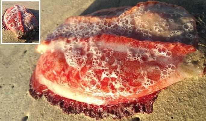 На австралийский пляж выбросило таинственное красное существо