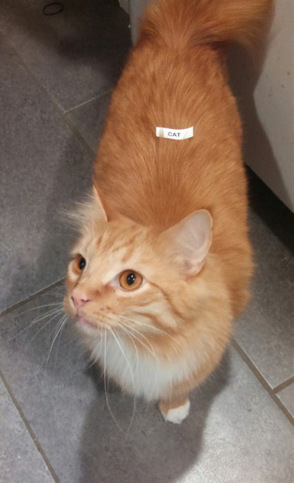 Забавные картинки