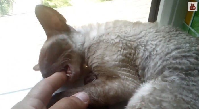 Украинский кот