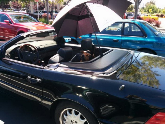 Автоприколы (16 фото)