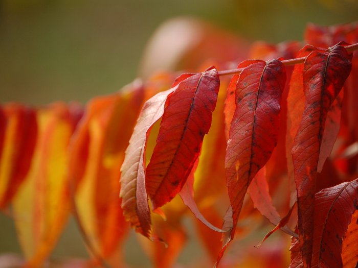 Обои на рабочий стол / HQ Wallpapers for a desktop (Part 303)