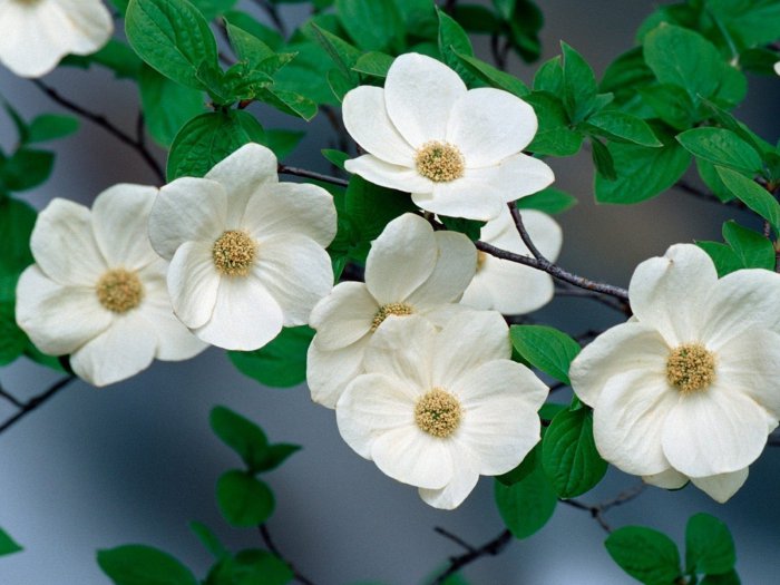 Обои на рабочий стол / HQ Wallpapers for a desktop (Part 303)