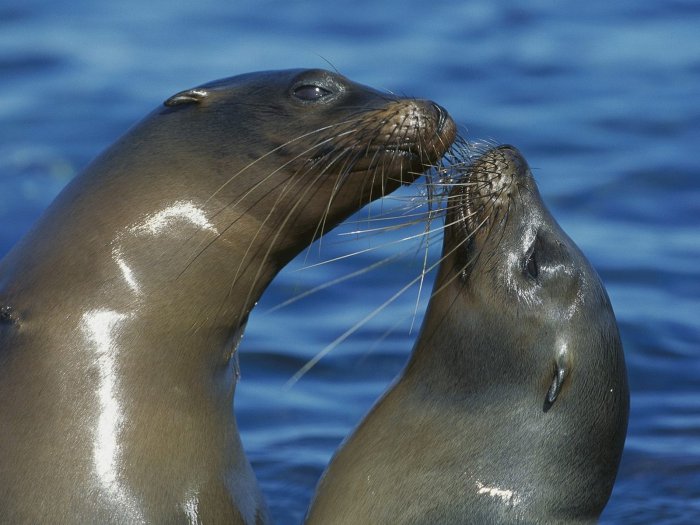 Обои на рабочий стол / HQ Wallpapers for a desktop (Part 303)