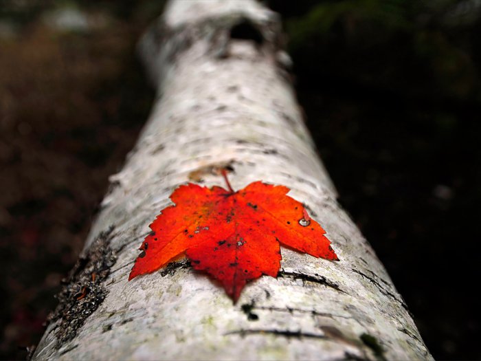 Обои на рабочий стол / HQ Wallpapers for a desktop (Part 303)