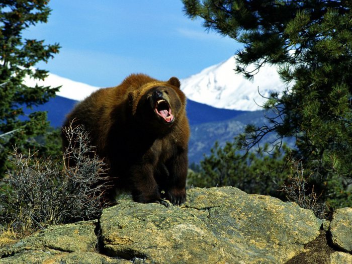 Обои на рабочий стол / HQ Wallpapers for a desktop (Part 303)