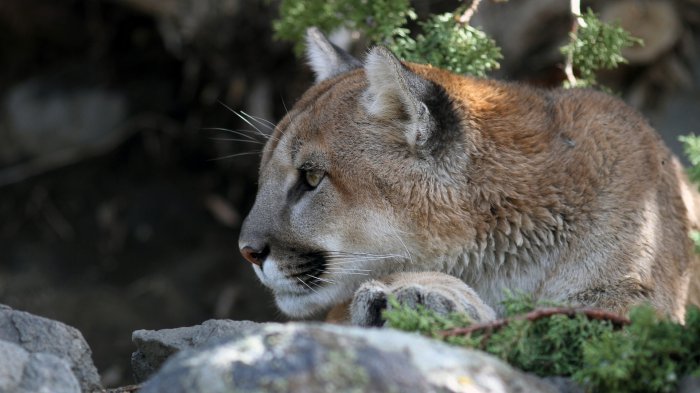 Обои на рабочий стол / HQ Wallpapers for a desktop (Part 383)