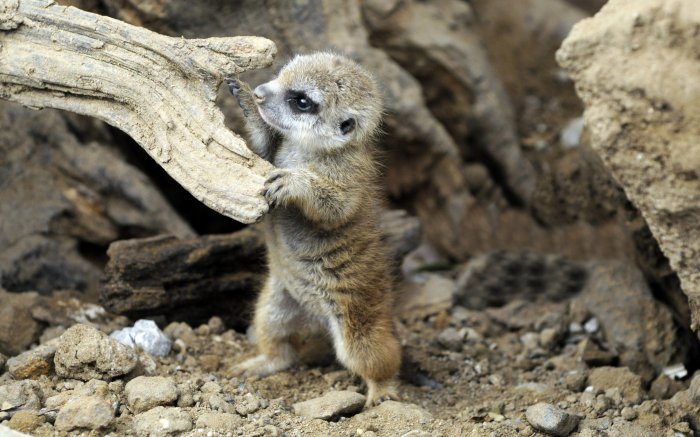 Обои на рабочий стол / Best HD Wallpapers Pack 1333