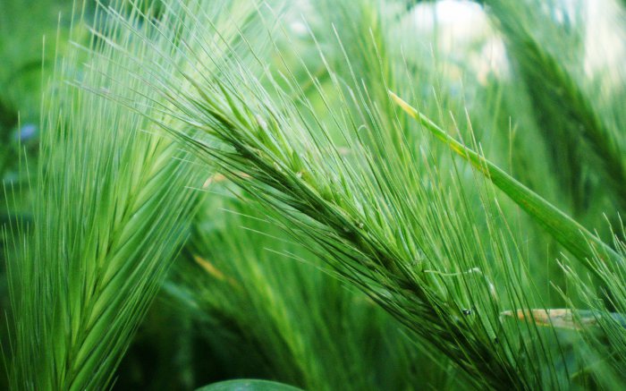 Обои на рабочий стол / Best HD Wallpapers Pack 1333