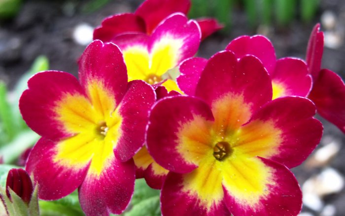 Обои на рабочий стол / Best HD Wallpapers Pack 1333