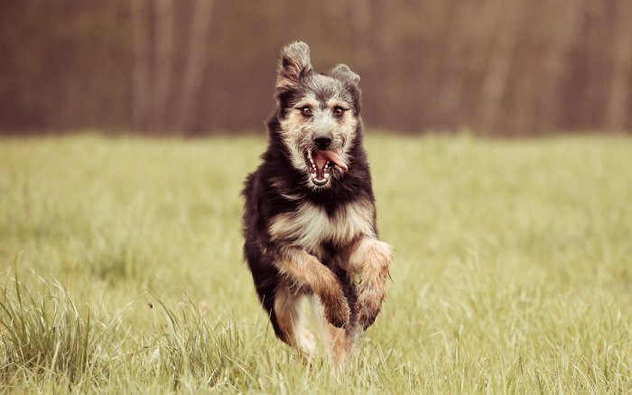 Обои на рабочий стол / Best HD Wallpapers Pack 1333