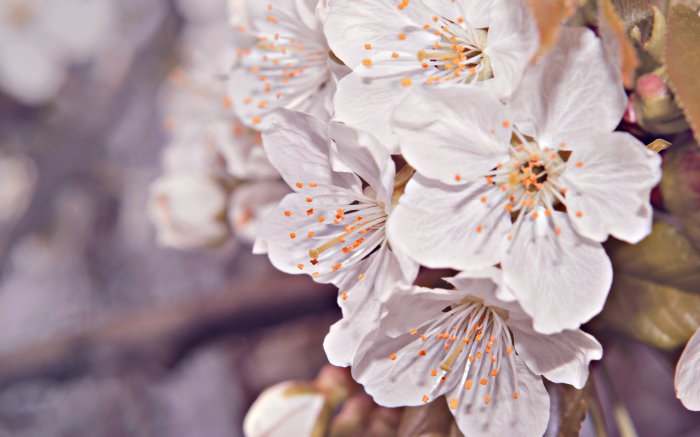 Обои на рабочий стол / Best HD Wallpapers Pack 1333