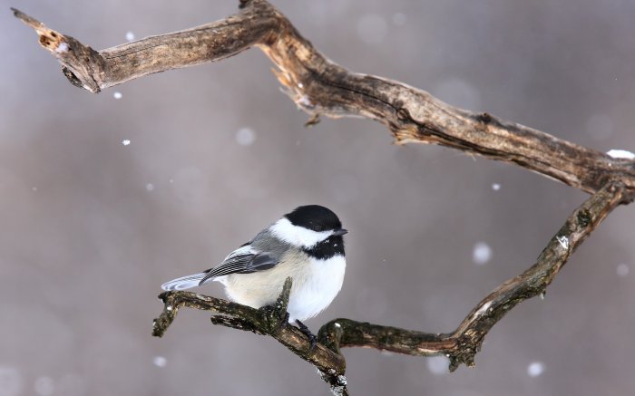 Обои на рабочий стол / Best HD Wallpapers Pack 1333