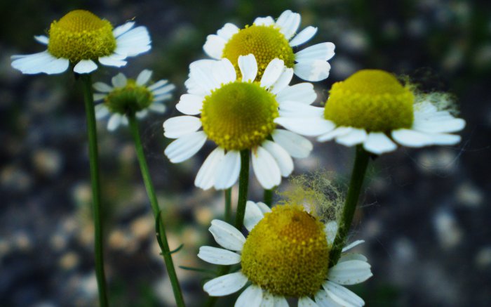 Обои на рабочий стол / Best HD Wallpapers Pack 1333