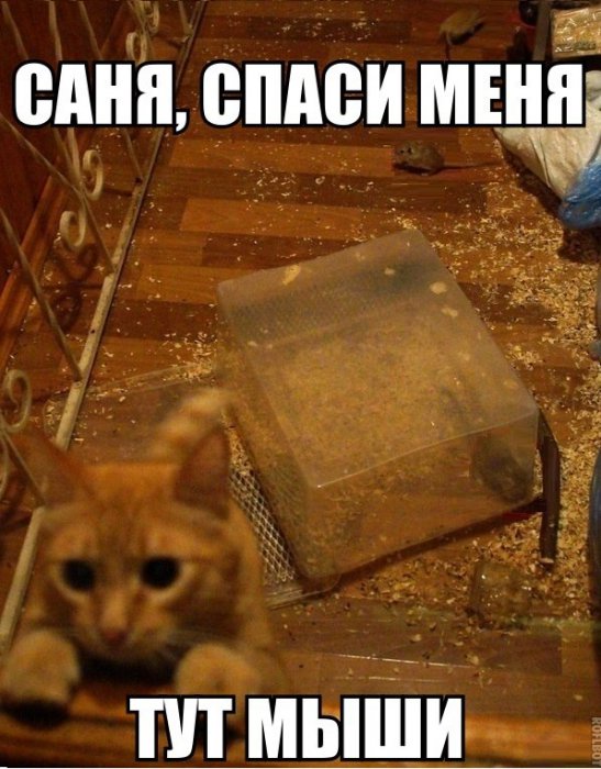 Прикольные картинки (72 фото)