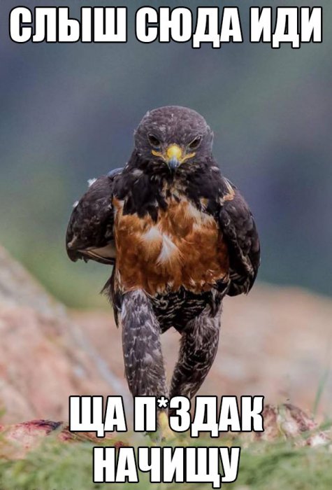 Прикольные картинки (91 фото)