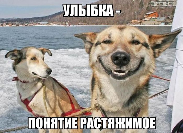 Прикольные картинки (81 фото)