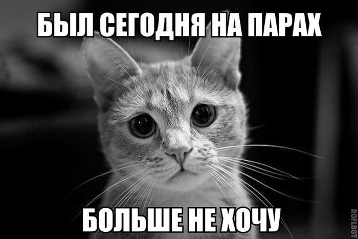 Прикольные картинки (81 фото)