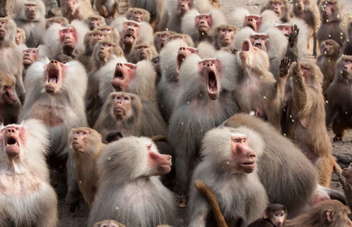 Прикольные картинки (81 фото)