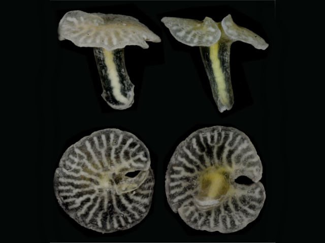 Морские грибы могут стать новой ветвью на древе жизни Морские грибы могут стать новой ветвью на древе жизни