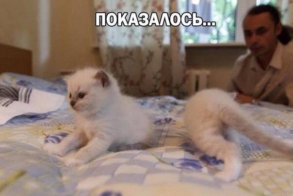 Прикольные картинки (86 фото)