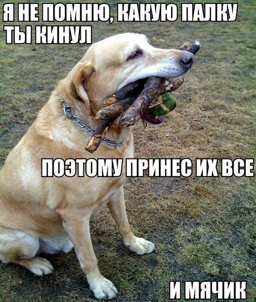 Прикольные картинки (86 фото)