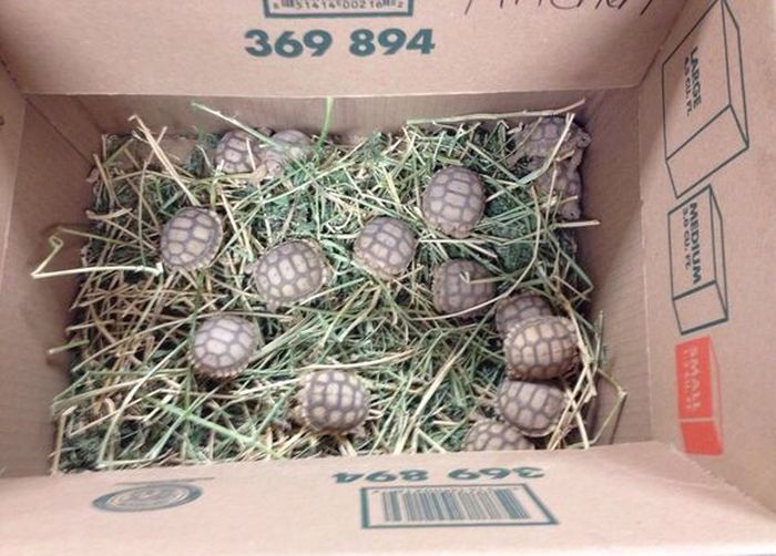 Прикольные картинки (86 фото)