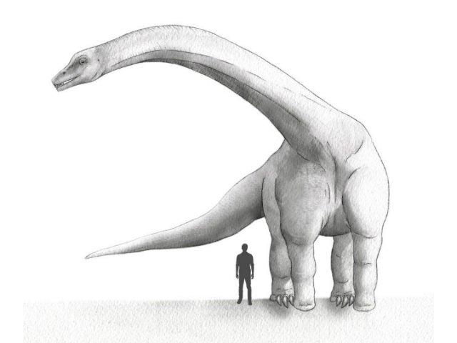 В Аргентине найден сверхмассивный динозавр-дредноут В Аргентине найден сверхмассивный динозавр-дредноут