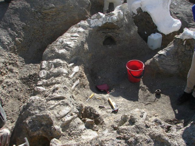 В Аргентине найден сверхмассивный динозавр-дредноут В Аргентине найден сверхмассивный динозавр-дредноут