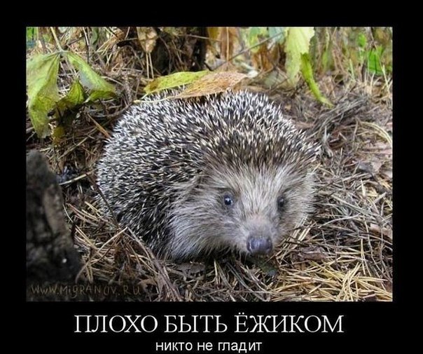 Подборка "боянов", старых и не очень (может кто не видел).