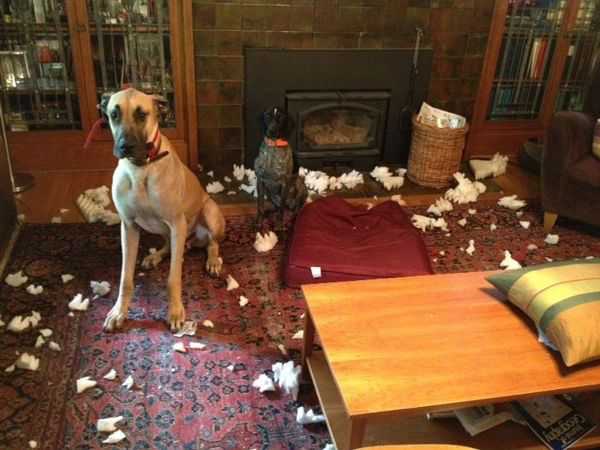 Ветеринары достали из дога 43 пары носков