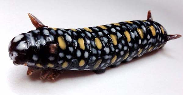 И снова японцы, и снова жесть