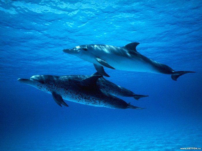 Крымские боевые дельфины поступили на службу в российскую армию