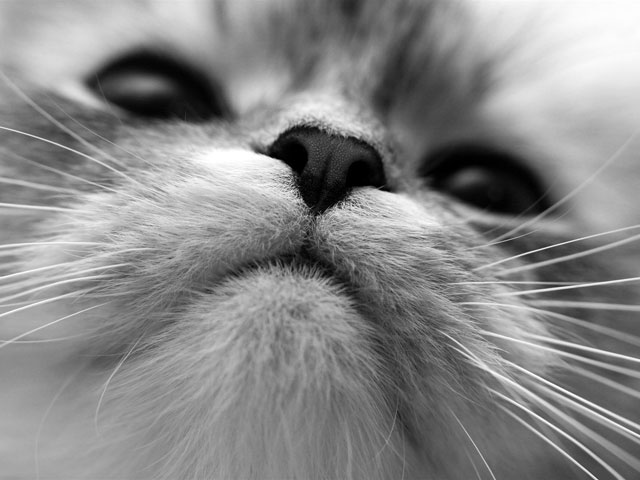 Тварь из Тверской области пожаловалась на травлю