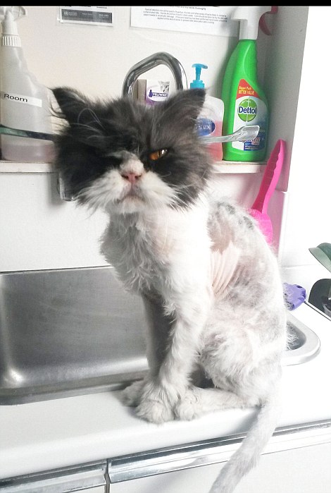 Кот Мэтт до и после стрижки