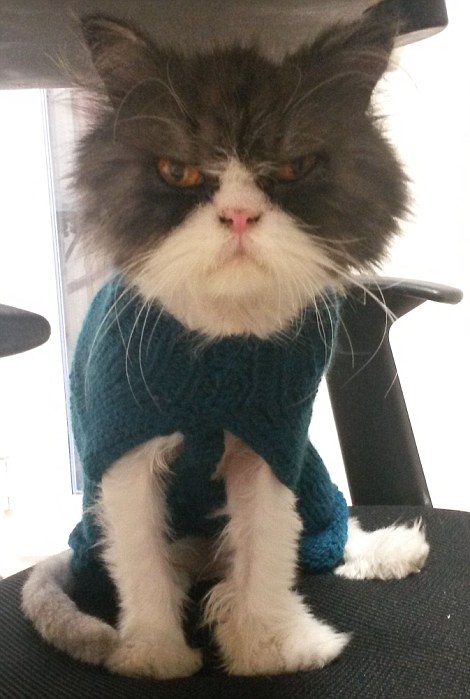 Кот Мэтт до и после стрижки