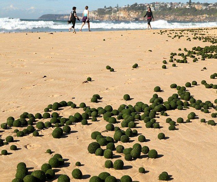 На сиднейский пляж вынесло зеленые яйца инопланетян